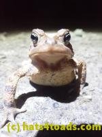 /home//u458753944/public_html/sourcegallery///////Roxborough Toad Detour/2022/2022-03-19/P3190896.JPG
